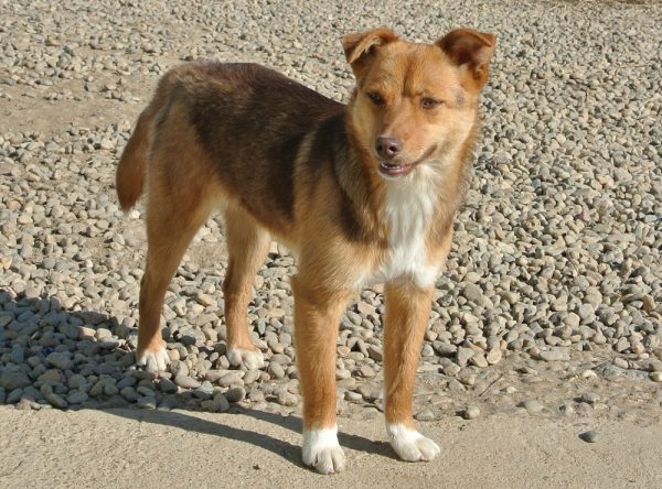 Middelgroot hondje ter adoptie