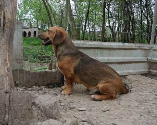 Teckel pup ter adoptie bij SOS Dogs