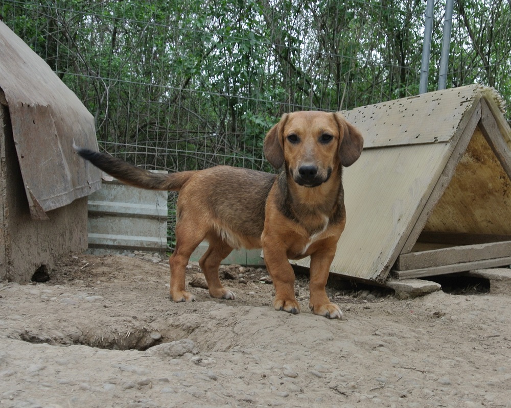 Teckel pup ter adoptie bij SOS Dogs