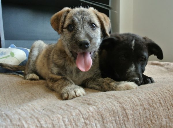 Pups ter adoptie bij SOS Dogs