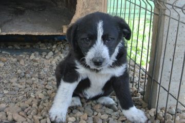 Pup ter adoptie bij SOS Dogs