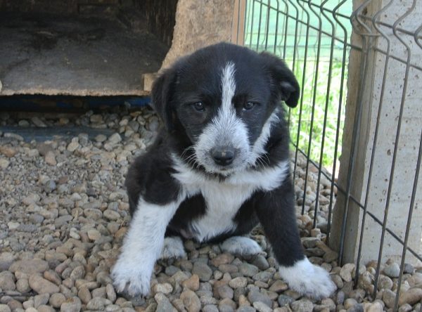 Pup ter adoptie bij SOS Dogs