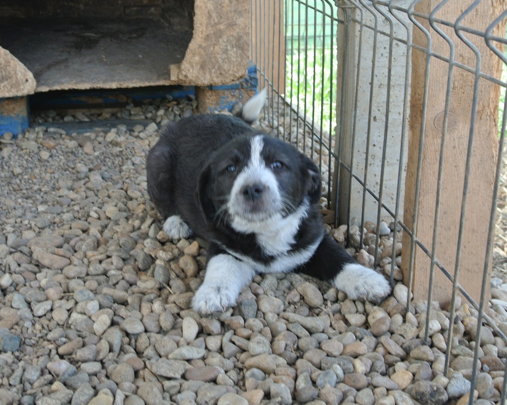 Pup ter adoptie bij SOS Dogs