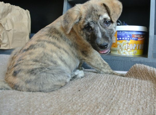 Pup ter adoptie bij SOS Dogs