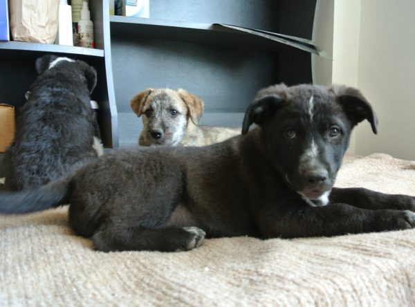 Pup ter adoptie bij SOS Dogs