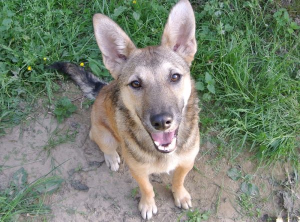 Kleine herder ter adoptie bij SOS Dogs