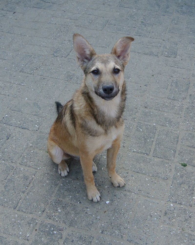 Kleine herder ter adoptie bij SOS Dogs