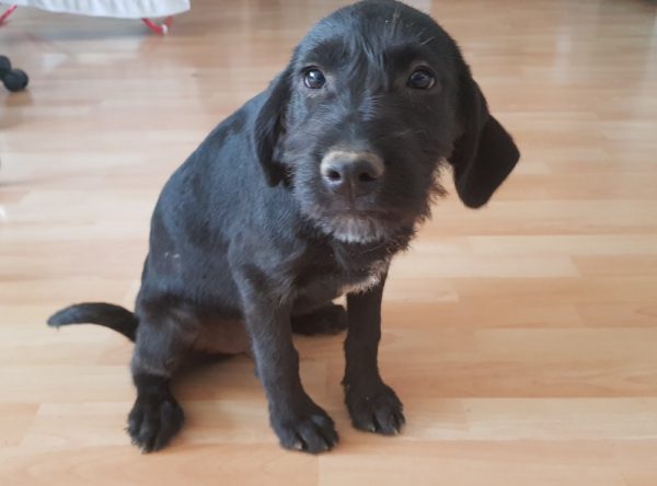 Pup ter adoptie bij SOS Dogs