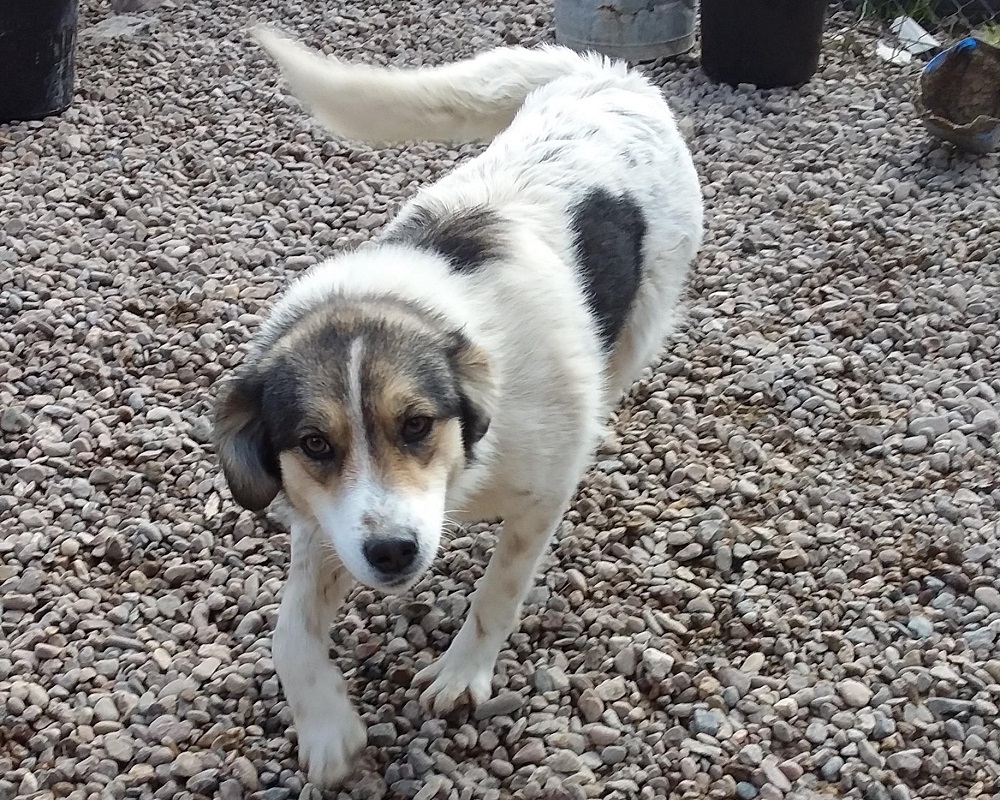 Hond Bella ter adoptie bij SOS Dogs
