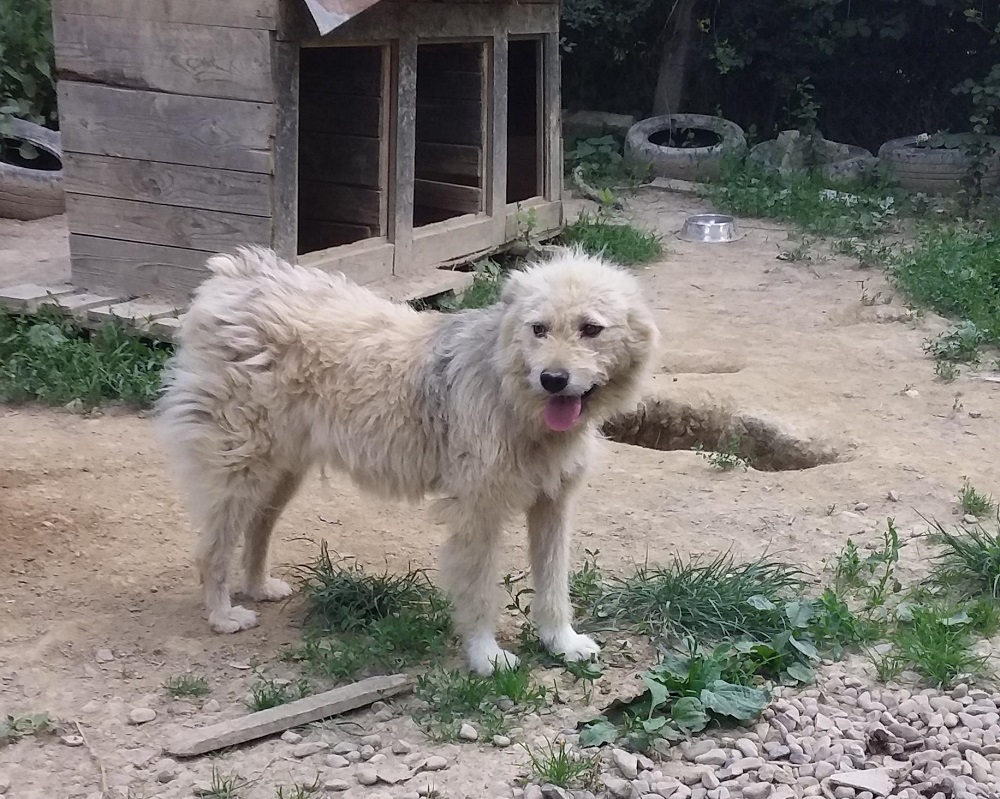 Hond voor adoptie bij SOS Dogs