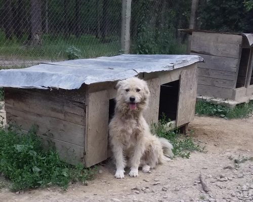 Hond voor adoptie bij SOS Dogs