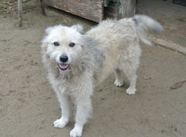 Teefje 5 jaar oud ter adoptie bij SOS Dogs