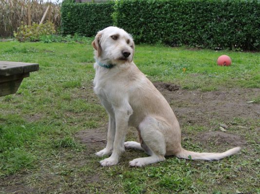 Hond ter adoptie: Dunja