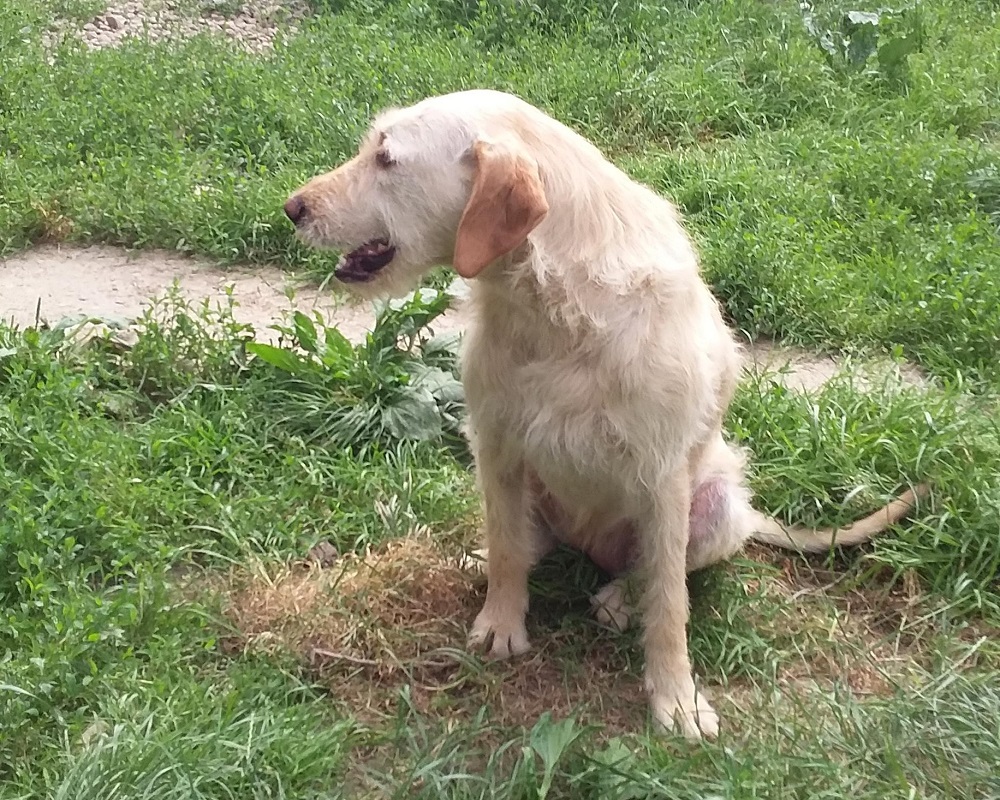 Hond ter adoptie bij SOS dogs
