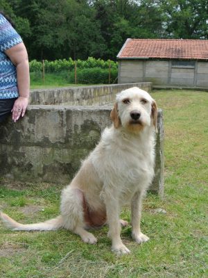 Hond adopteren: Dunja