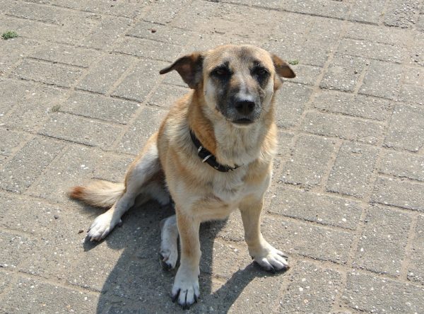 Hond ter adoptie bij SOS Dogs