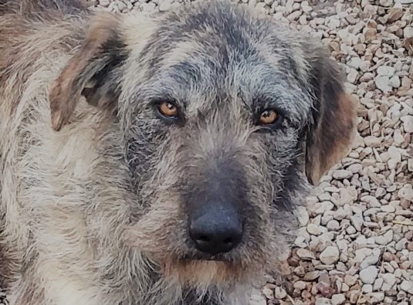 Hond ter adoptie bij SOS Dogs