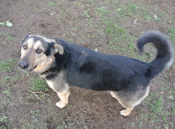 Herder mix Mina verdient baasjes