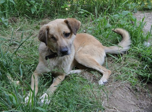 Hondje ter adoptie bij SOS Dogs