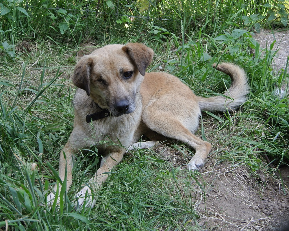 Hondje ter adoptie bij SOS Dogs