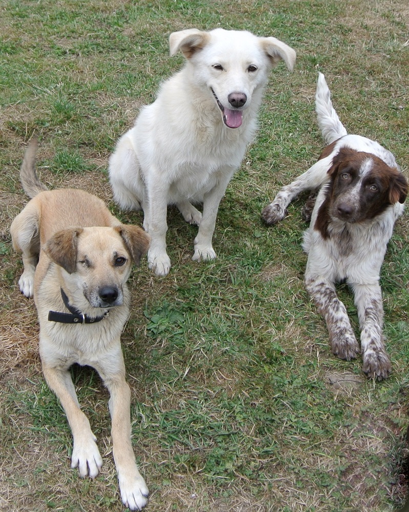 Hondjes ter adoptie bij SOS Dogs