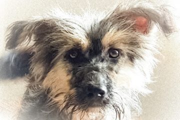 Klein hondje ter adoptie bij SOS Dogs