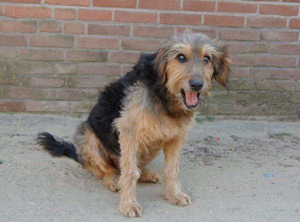 Blinde hond ter adoptie bij SOS Dogs