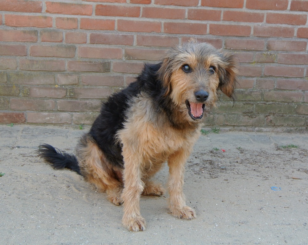 Blinde hond ter adoptie bij SOS Dogs