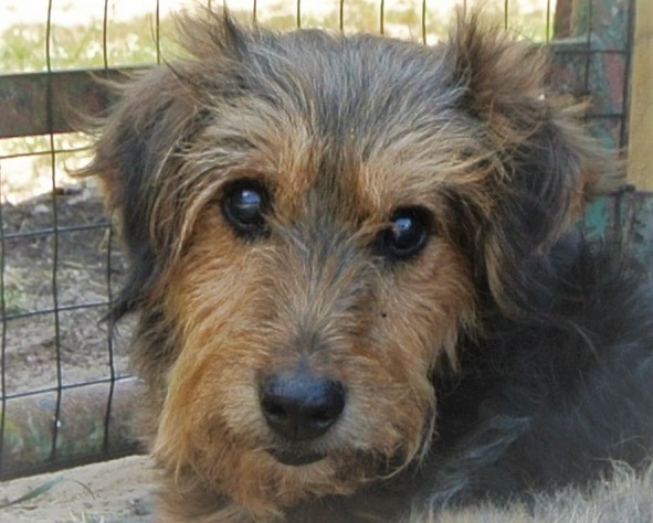 Blinde hond ter adoptie bij SOS Dogs