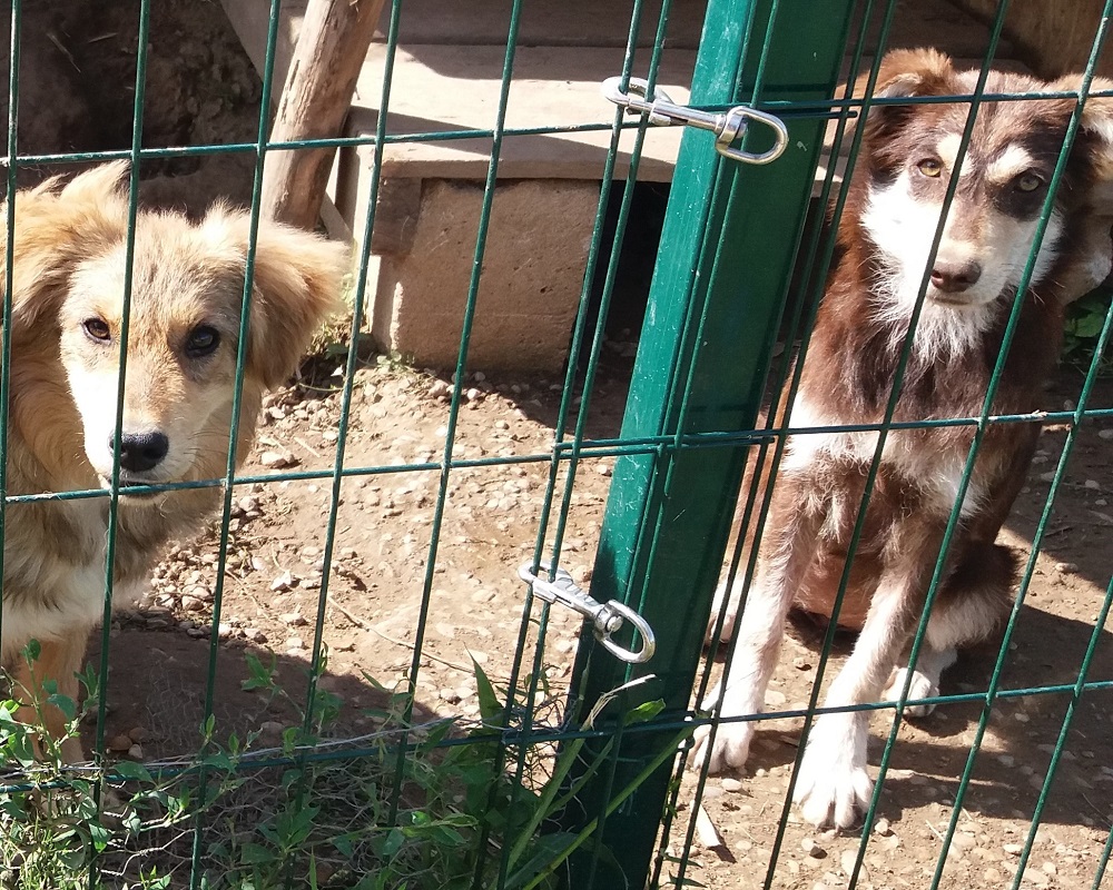 Jonge hondjes ter adoptie bij SOS Dogs