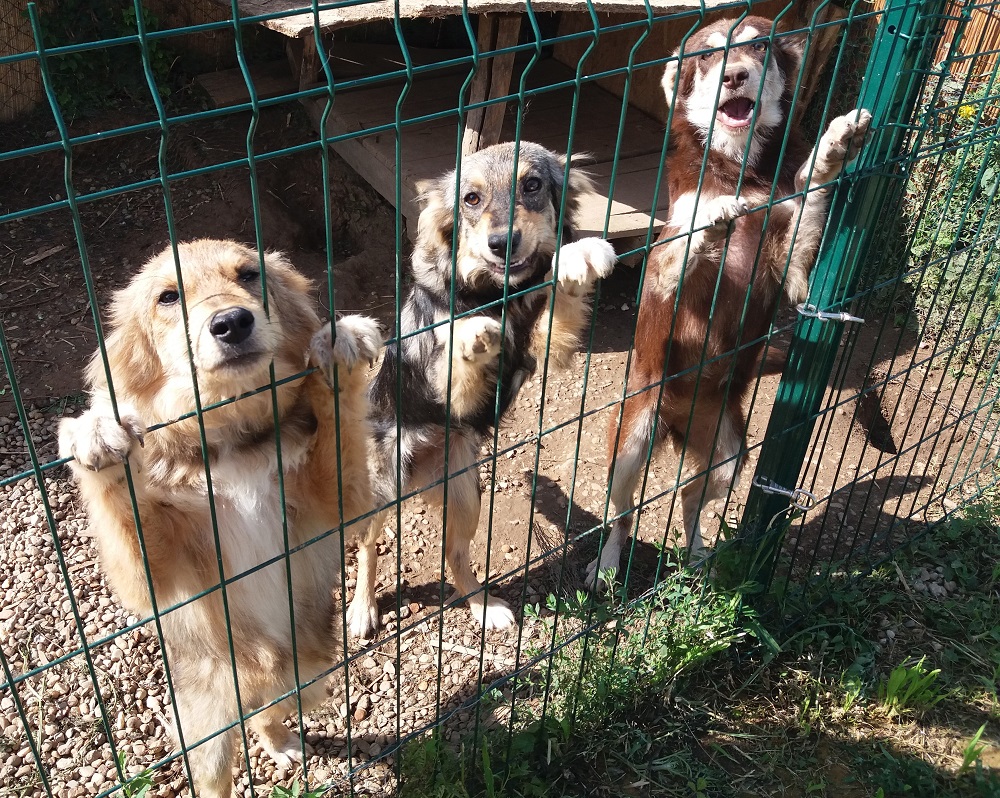 Pups ter adoptie bij SOS Dogs