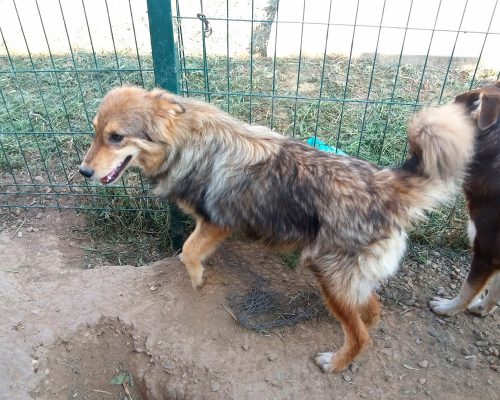 Jong hondje ter adoptie bij SOS Dogs
