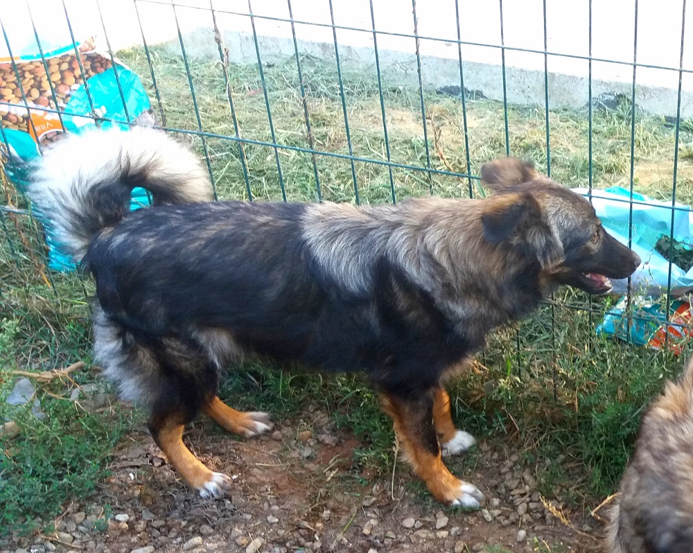 Jong hondje ter adoptie bij SOS Dogs