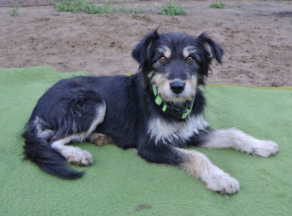 Jonge hond ter adoptie bij SOS Dogs