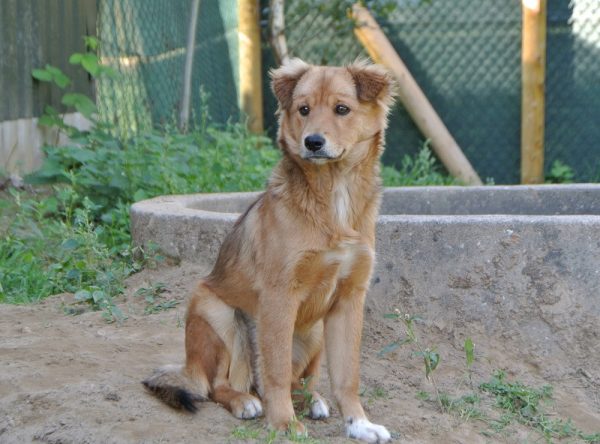 Pup Bella ter adoptie bij SOS Dogs