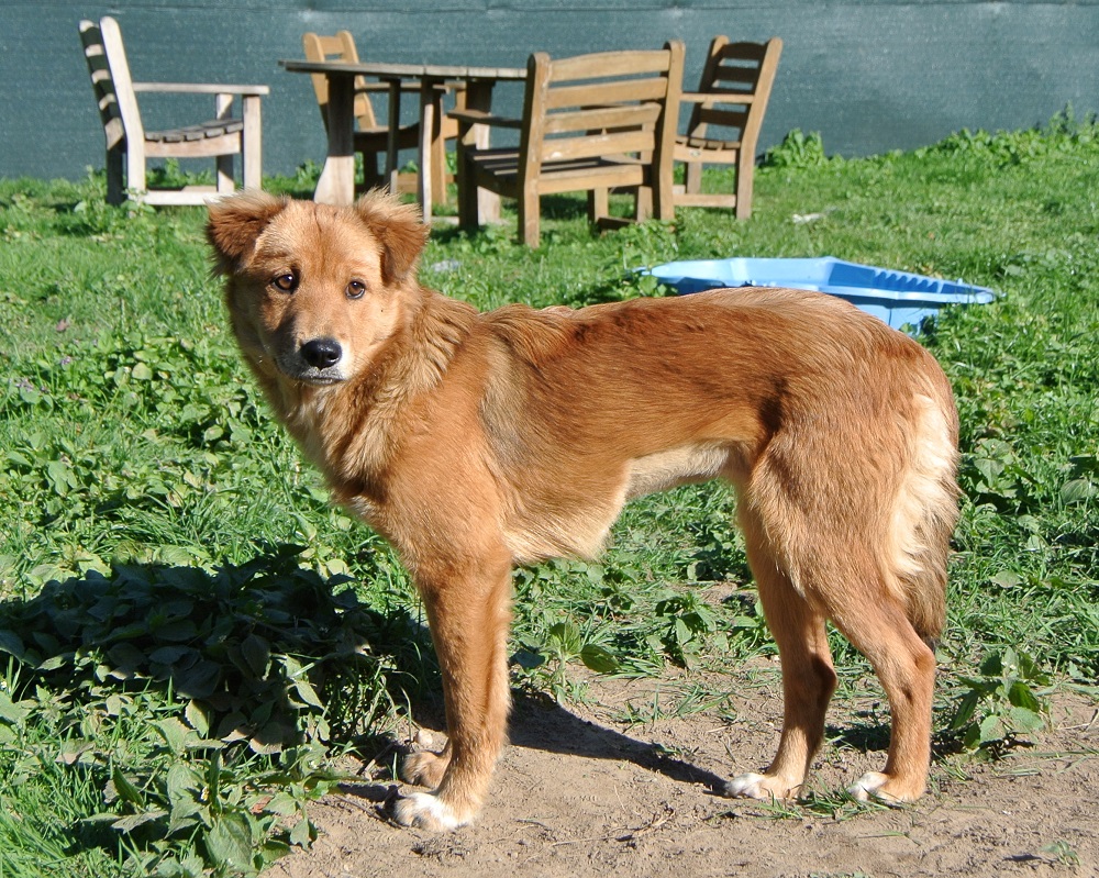 Pup Bella ter adoptie bij SOS Dogs