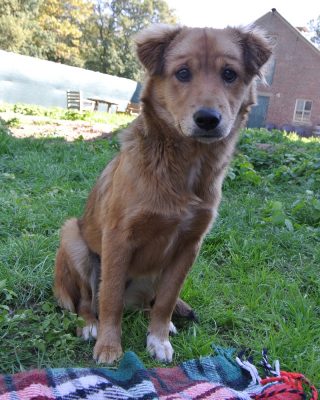 Pup Bella ter adoptie bij SOS Dogs