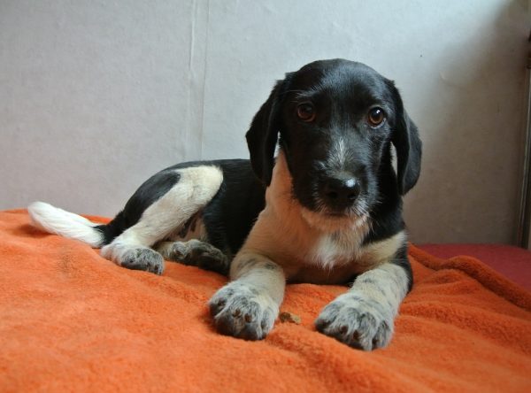 Pup ter adoptie bij SOS Dogs