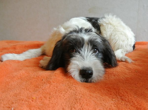 Pup ter adoptie bij SOS Dogs