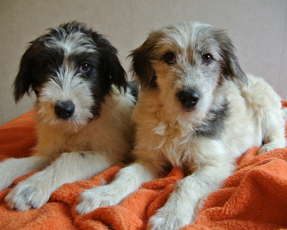 Pups ter adoptie bij SOS Dogs