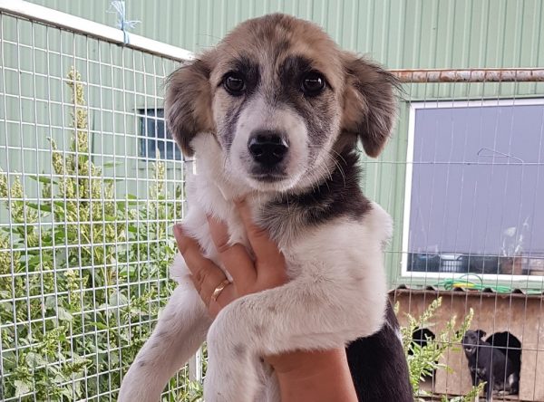 Pup ter adoptie bij SOS Dogs