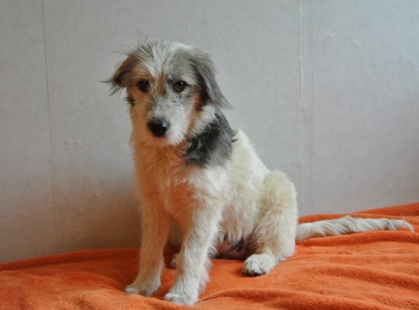 Pup ter adoptie bij SOS Dogs