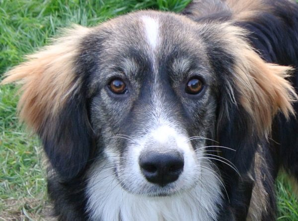 Jonge hond ter adoptie bij SOS Dogs