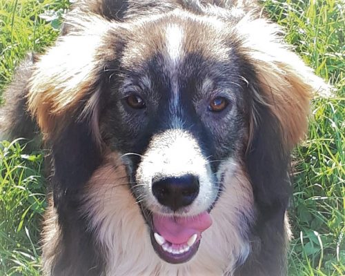 Jonge hond ter adoptie bij SOS Dogs