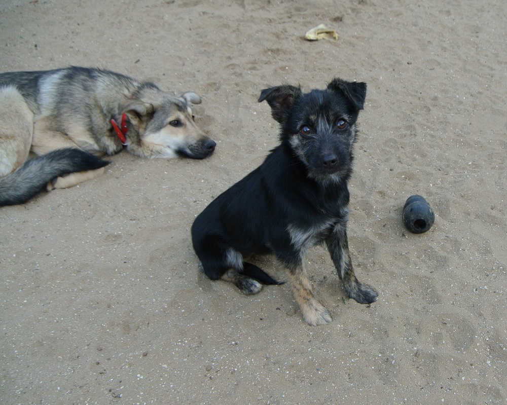 Pupje ter adoptie bij SOS Dogs