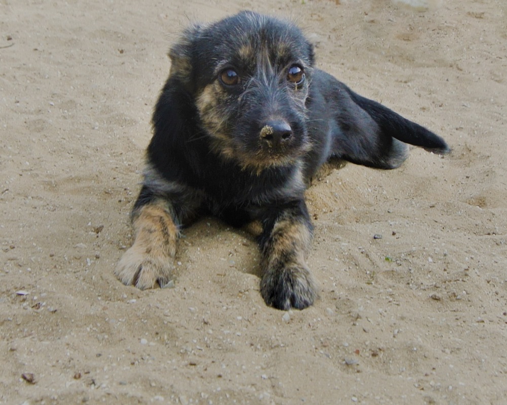 Pupje ter adoptie bij SOS Dogs