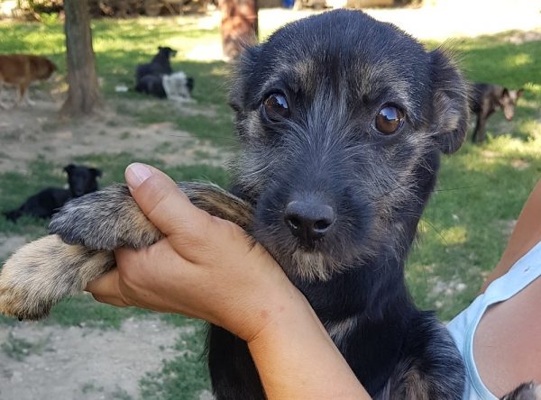 Pupje ter adoptie bij SOS Dogs