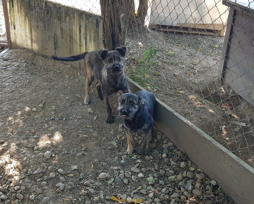 Pupjes ter adoptie bij SOS Dogs