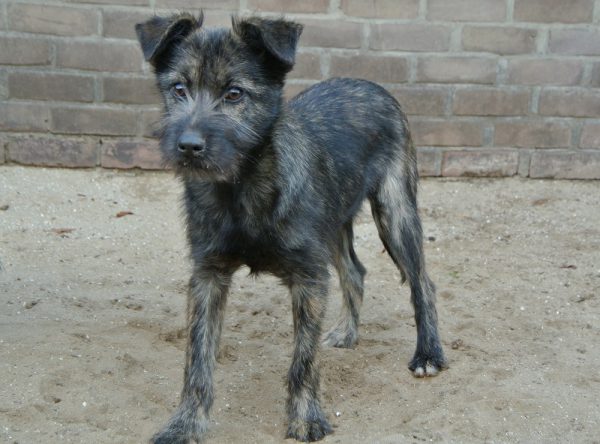 Schattige pup ter adoptie