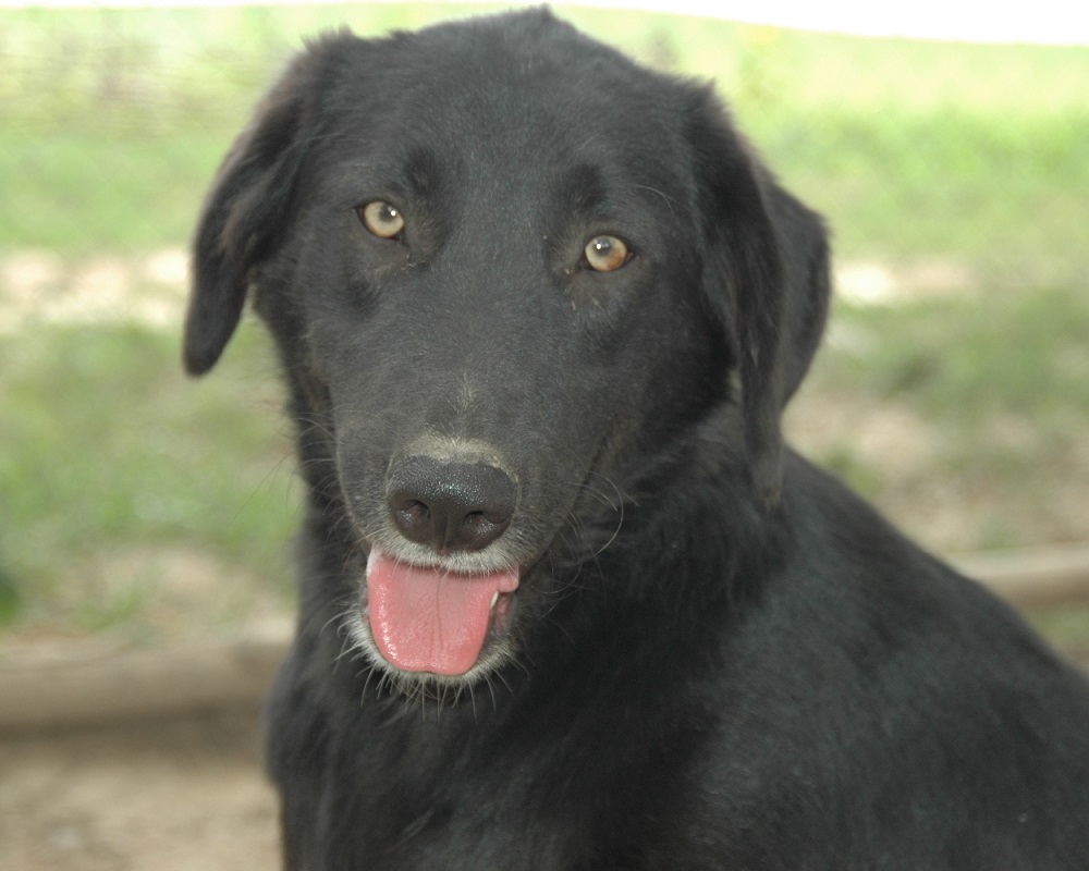 Grote hond ter adoptie bij SOS Dogs